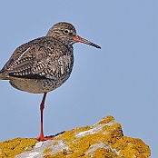 Common Redshank  "Tringa totanus"